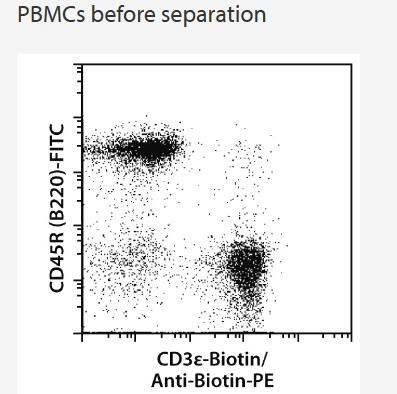 A single-cell suspension from mouse spleen was prepared using the gentleMACS Dissociator. CD3ε cells were depleted from this suspension using the CD3ε MicroBead Kit, an LD Column, and a MidiMACS Separator. Cells were fluorescently stained with CD45R (B220)-FITC and Anti-Biotin-PE, and analyzed using the MACSQuant Analyzer.